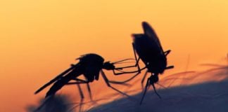 Fatal Attraction : Mosquitoes' Sweet Tooth Could Lead To Their Destruction