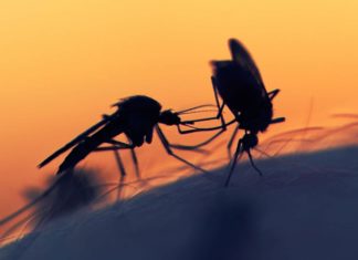 Fatal Attraction : Mosquitoes' Sweet Tooth Could Lead To Their Destruction