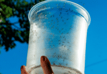 Researchers Study Safe Release And Control Of GM Mosquitoes