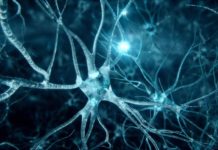 Scientists Create AGS Human Stem Cell-Based Model To Aid Study Of The Inflammatory Disorder BSc Life Sciences Vacancy @ IISER Kolkata