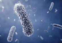 An Engineered Mix of Bacteria/Archaea to Shed Light on Evolution Life Sciences JRF/Project Fellow Position Vacant