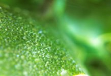 2.1 Billion Years- That’s How Old The Chloroplast Is !