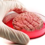 Synthetic “Mini-Organs” Could Be The Future Of Medicine