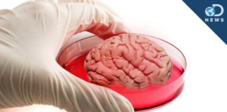 Synthetic “Mini-Organs” Could Be The Future Of Medicine