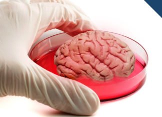 Synthetic “Mini-Organs” Could Be The Future Of Medicine