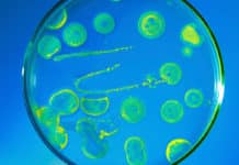 Novel approach yields solution to differentiate between Bacterial & Viral Infections