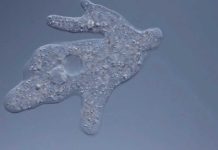 This Bacterium Wields A (Micro-)Dagger To Fend Off Amoebae