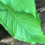 Freshers Job @ Himalaya | Trainee/ Research Associate Post Vacant