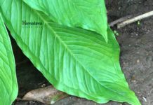 Freshers Job @ Himalaya | Trainee/ Research Associate Post Vacant