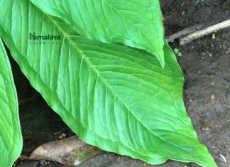 Freshers Job @ Himalaya | Trainee/ Research Associate Post Vacant