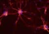Re-Engineering Cellular Electricity Allows Scientists to Dictate Embryo Development