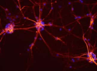 Re-Engineering Cellular Electricity Allows Scientists to Dictate Embryo Development