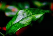 Leaf Wax Might Be Key Factor Behind Drought-Tolerant Crops