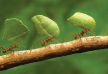 Scientists Hope To Turn Genetically Modified Ants Into Model Organisms