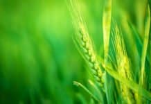 Applications Invited For Junior Research Fellows (JRFs) in DBT / BIRAC Project @ Ch. Charan Singh University, Meerut