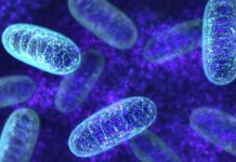 Proteins Distributed In Different Mitochondrial Subcompartments Mapped For The First Time! MSc & PhD Research Positions Vacant @ ICAR-NDRI