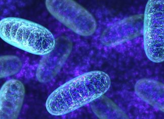 Proteins Distributed In Different Mitochondrial Subcompartments Mapped For The First Time! MSc & PhD Research Positions Vacant @ ICAR-NDRI