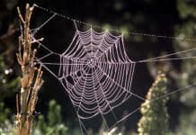 Thread Of Life : Study Finds Spider Silk Capable Of Repairing Nerve Damage