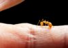 Scientists Harness Fire Ant Venom To Treat Psoriasis Scientists Harness Fire Ant Venom To Treat Psoriasis