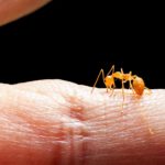 Scientists Harness Fire Ant Venom To Treat Psoriasis Scientists Harness Fire Ant Venom To Treat Psoriasis