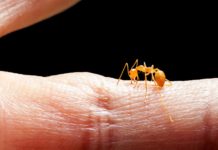 Scientists Harness Fire Ant Venom To Treat Psoriasis