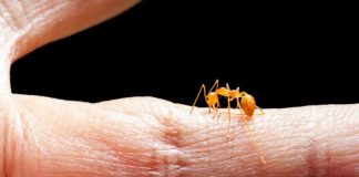 Scientists Harness Fire Ant Venom To Treat Psoriasis