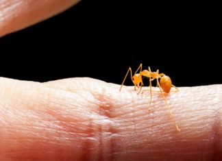 Scientists Harness Fire Ant Venom To Treat Psoriasis