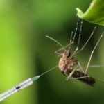 The Good, The Bad And The Ugly Of Zika- Scientists Now Harness The Virus’s Potential To Kill Off Glioma Zika Virus Unsuspected Aide in Fighting Brain Tumors