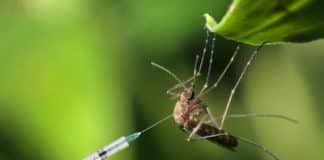 Zika Virus Unsuspected Aide in Fighting Brain Tumors