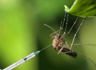 Zika Virus Unsuspected Aide in Fighting Brain Tumors