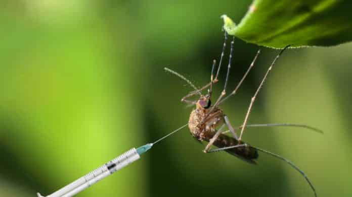 Zika Virus Unsuspected Aide in Fighting Brain Tumors