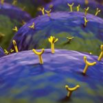 “Language” Of The Cells Decoded by the Researcher