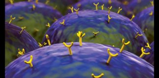 “Language” Of The Cells Decoded by the Researcher