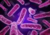 Bacterial Genome Diversification Closely Tied To Chromosomal Hotspots, Study Says