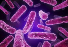 Bacterial Genome Diversification Closely Tied To Chromosomal Hotspots, Study Says