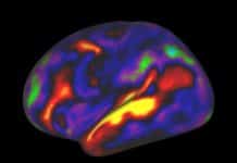 The Brain Re-Maps Its Visual Areas To Process Language In Blind People The Brain Re-Maps Its Visual Areas To Process Language In Blind People