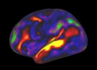 Taking a Breather- Brain Organoids Make Themselves at Home in Mice Models The Brain Re-Maps Its Visual Areas To Process Language In Blind People