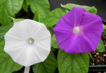 In A First, Scientists Alter Flower Colour Using CRISPR
