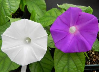 In A First, Scientists Alter Flower Colour Using CRISPR