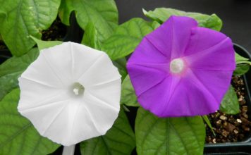 In A First, Scientists Alter Flower Colour Using CRISPR