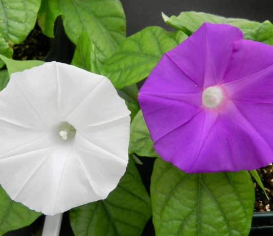 In A First, Scientists Alter Flower Colour Using CRISPR