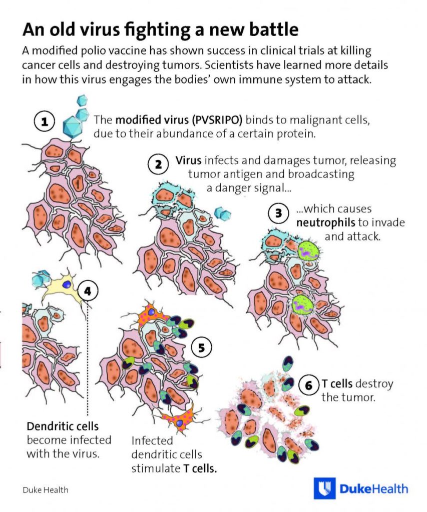  Study Demonstrates Polioviruses’ Ability To Treat Brain Cancer