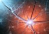 Scientists Uncover Key Molecule In Roundworm That Brings Us A Step Closer To Understanding Nerve Degeneration Scientists Uncover Key Molecule In Roundworm - Nerve Degeneration