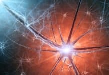 Scientists Uncover Key Molecule In Roundworm That Brings Us A Step Closer To Understanding Nerve Degeneration Scientists Uncover Key Molecule In Roundworm - Nerve Degeneration