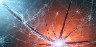 Scientists Uncover Key Molecule In Roundworm - Nerve Degeneration