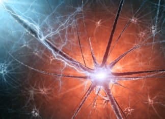 Scientists Uncover Key Molecule In Roundworm - Nerve Degeneration
