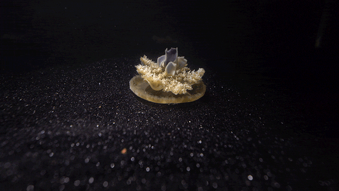 This Brain-Less Creature Loves Sleep Too! - Study 