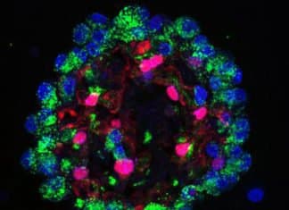 Mapping Cells Involved In Regeneration Could Provide Drug Targets For Lung Disorders Mapping Cells to Provide Drug Targets For Lung Disorders