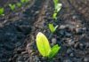 Bayer, Ginkgo Bioworks To Launch New Plant Microbiome Focused Company, Raise A Massive $100M In Series A Bayer, Ginkgo Bioworks To Launch New Plant Microbiome