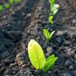 Bayer, Ginkgo Bioworks To Launch New Plant Microbiome